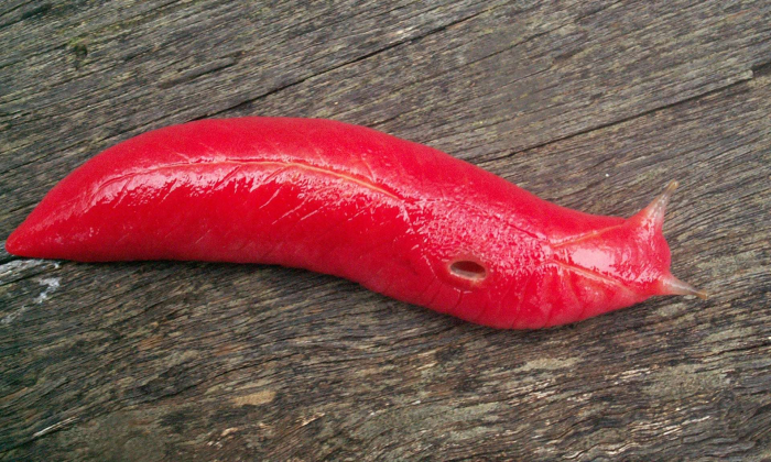   Étrangeté du vivant:   cette limace rose a survécu aux incendies en Australie