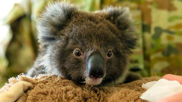 Les photos de koalas en Australie font pleuvoir les dons