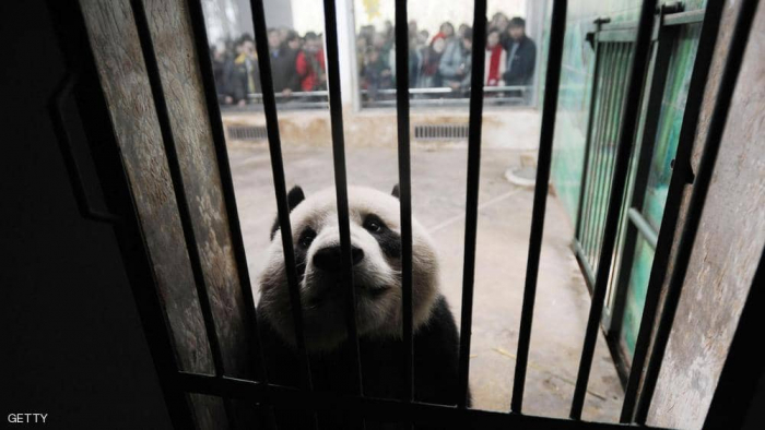"مهمة خاصة" للشرطة الصينية مع الحيوانات ضد وباء "كورونا"