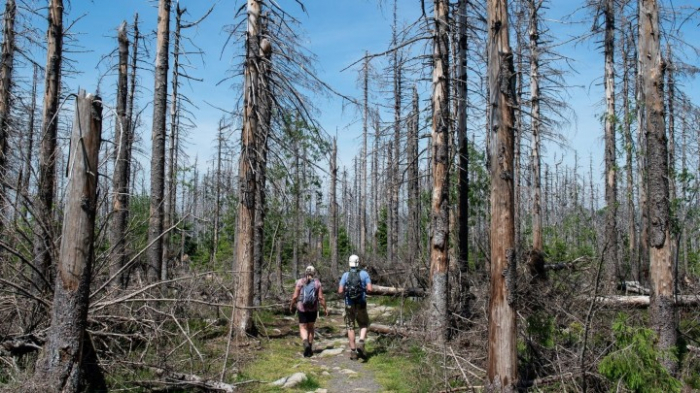 Forscherin warnt vor Waldbrandgefahr im Harz