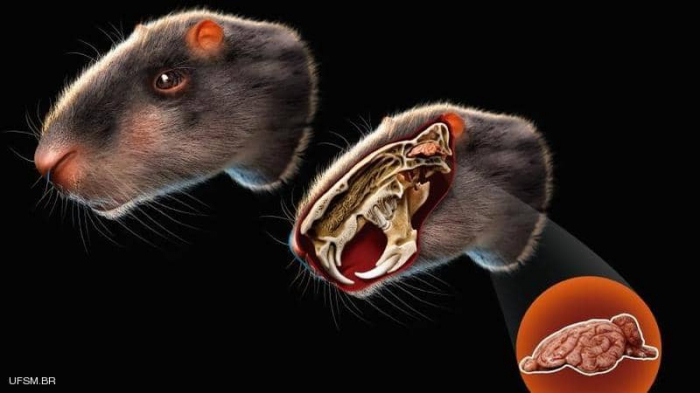 فأر بحجم إنسان.. علماء يدرسون "لغز القارض العملاق"