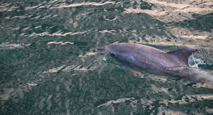 Les morts massives de dauphins au large de la France