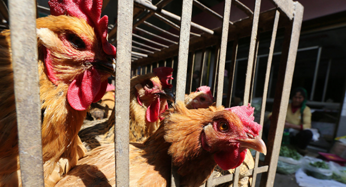 El Ministerio de Agricultura chino informa de un brote de la gripe aviar H5N1