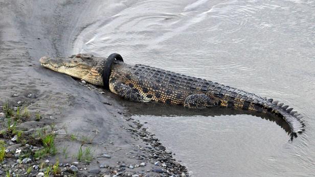 Casse-tête en Indonésie: un crocodile a un pneu coincé autour du cou