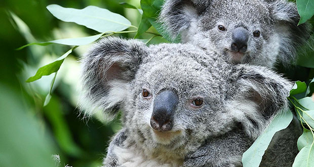   Australie:   des dizaines de koalas morts après la destruction d
