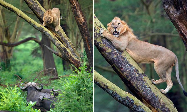Lion hides in a tree after being chased by a herd of 100 angry buffaloes in Kenya