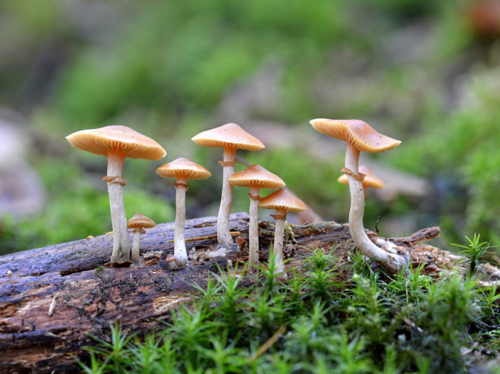 Magic mushroom compound ‘has anti-anxiety effect lasting years’
