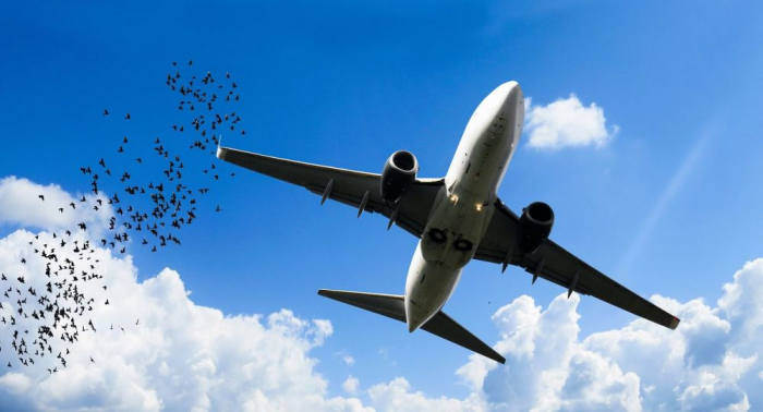     Wegen Coronavirus-Scherz:   Kanadisches Flugzeug kehrt nach Toronto zurück  