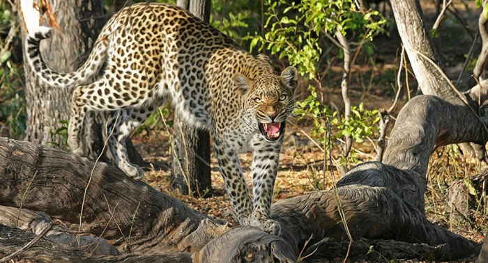 Neunjähriges Mädchen in Nepal von Leopard getötet