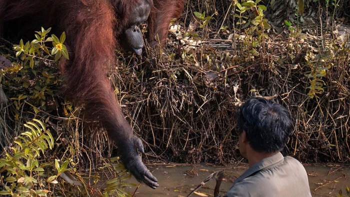 Orang-Utan reicht Menschen die Hand