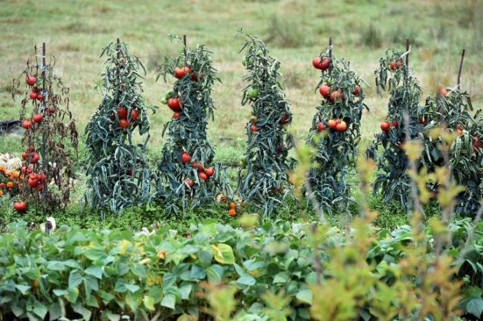 Tomates, poivrons et piments sont menacés par un nouveau virus en France