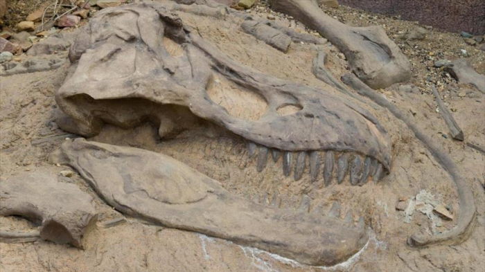 Descubren una especie aterradora de dinosaurio T-Rex en Canadá