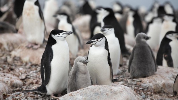 Alarma por el declive pingüinos antárticos