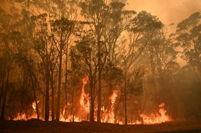   Les feux de forêts ont touché 75% des Australiens, selon une étude  
