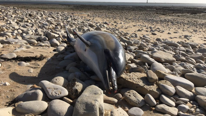 Hunderte Delfine sterben an Frankreichs Atlantikküste