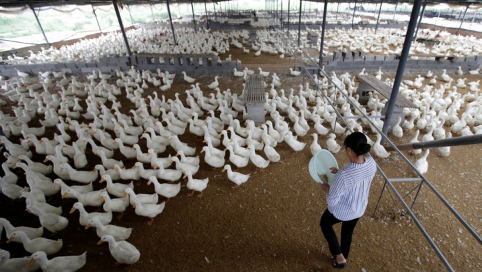 China will 100.000 Enten nach Pakistan schicken