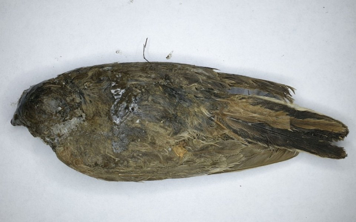46,000-year-old frozen ice age bird found in Siberian permafrost in Russia