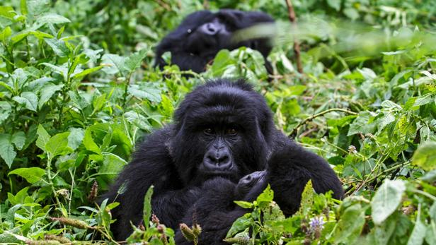 Ouganda: quatre gorilles de montagne tués par la foudre