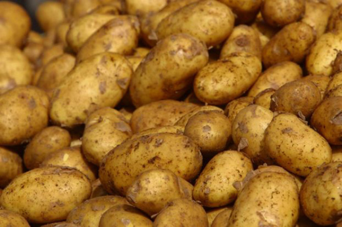 Azerbaijan to increase first early potato growing