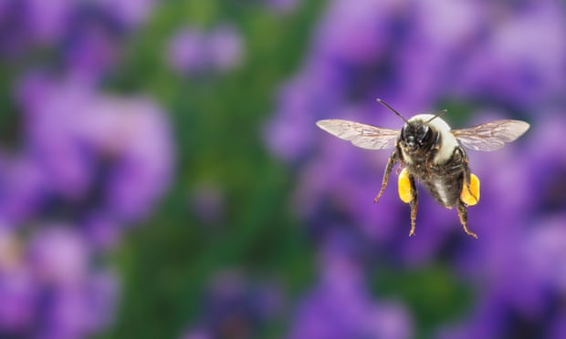   Bees and flowers have had the world’s longest love affair. Now it’s in danger -   OPINION    