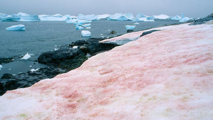   "Blutschnee" färbt Antarktis rot  