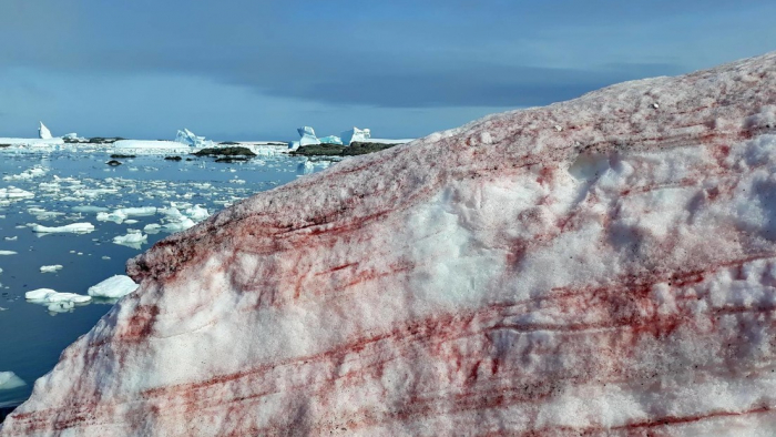 El hielo alrededor de una base antártica se cubre de "nieve de frambuesa"