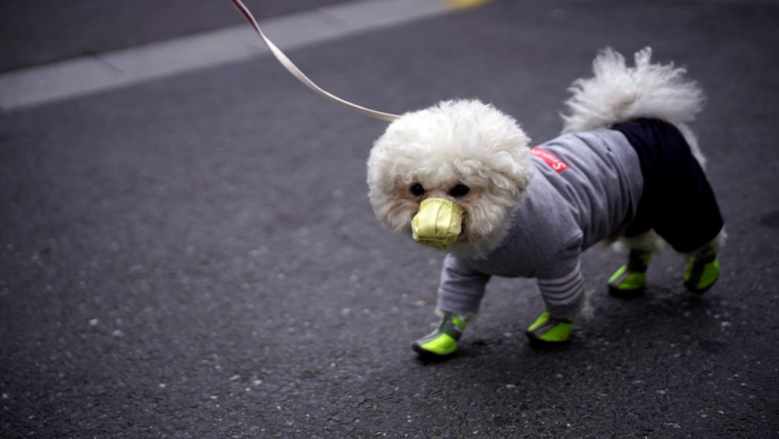 Coronavirus-Ausbruch - Nein, Hunde erkranken nicht an Covid-19