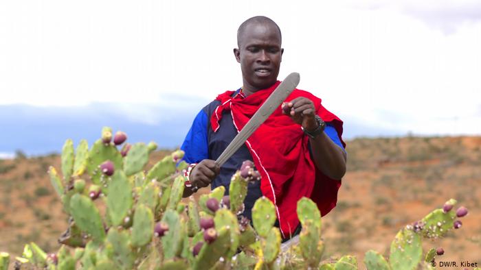 In Kenia machen Hirten invasiven Kaktus zu Biotreibstoff