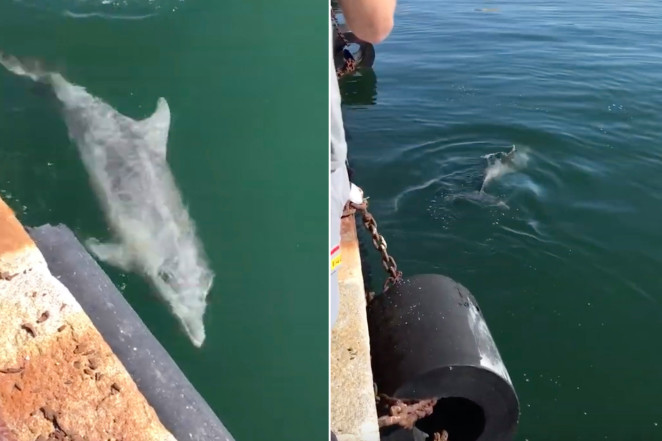 Dolphins appear in Italian waterways as coronavirus keeps tourists away -  VIDEO 