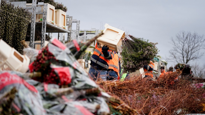 En Países Bajos destruyen millones de flores debido a la caída en la demanda por el coronavirus