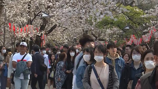  Japanese go out en masse to celebrate cherry blossom season despite coronavirus outbreak -  NO COMMENT  