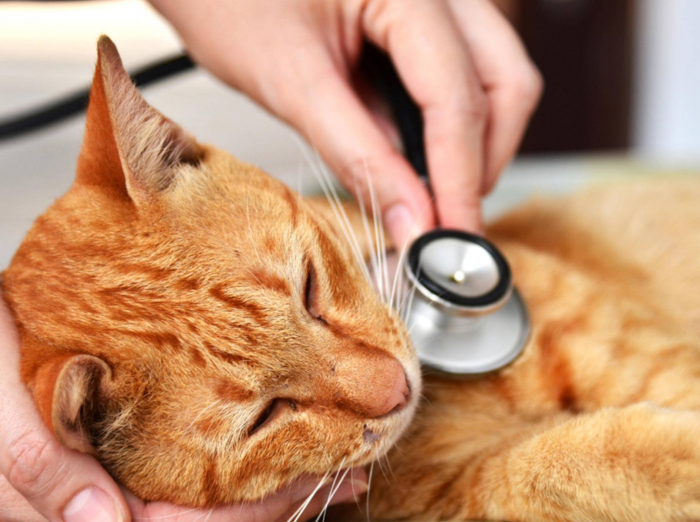   Belgische Mediziner bestätigen Übertragbarkeit des Coronavirus von Mensch auf Katze  