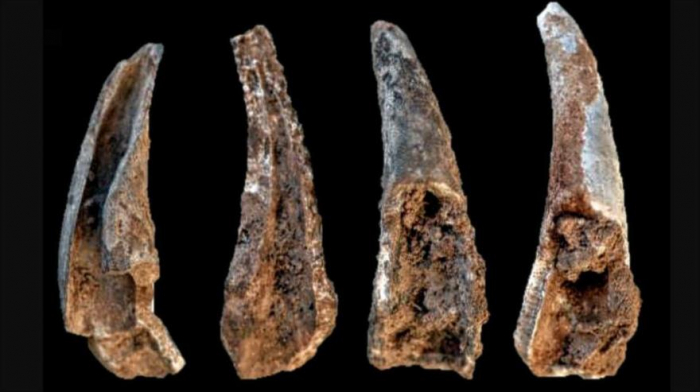 Un estudio revela qué alimentos comían los neandertales