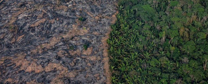 Amazon rainforest could reach point of no return within our lifetimes, scientists warn
 