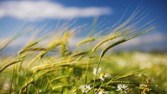   Se celebra el tercer Charshanba del Novruz con viento de primavera  