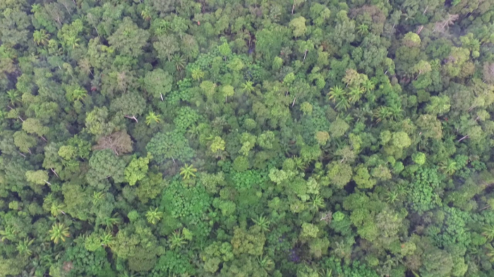   Feuer zerstören Waldgebiete im Orinoco-Becken  