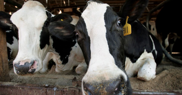 Royaume-Uni : privés de clients, des fermiers contraints de jeter du lait