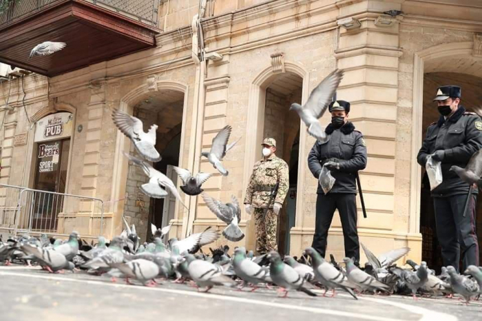  Polizei füttert Vögel in den Quarantäne-Hauptstraße von Baku -  Fotos  