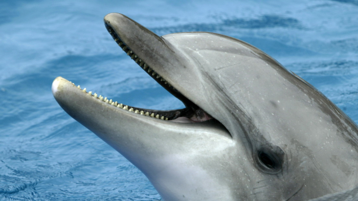 Muere un delfín tras vivir en soledad por dos años en el estanque de un acuario abandonado
