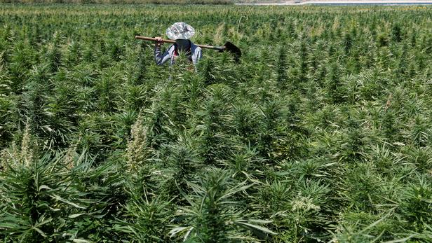 Le Liban légalise le cannabis à des fins médicales, sur fond de crise