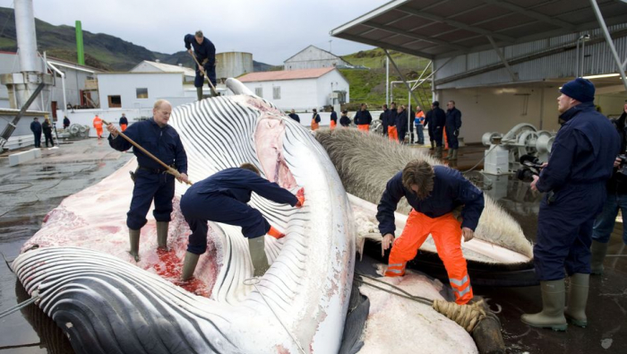 Island setzt Walfang im Sommer erneut aus