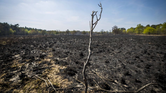 Waldbrand nahe deutscher Grenze gelöscht