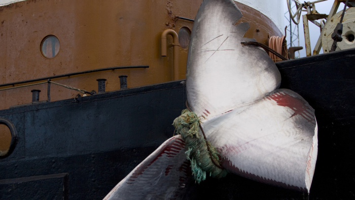 Se cancela en Islandia la caza de ballenas por segundo año consecutivo