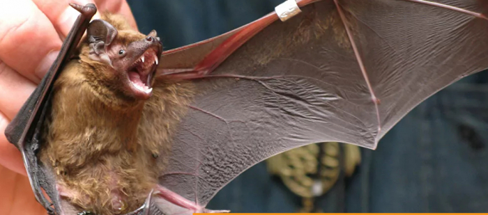 هل كان خفاش بسوق ووهان حقا؟... كل ما تريد معرفته عن أصل وباء "كورونا" القاتل 
