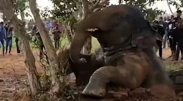 العثور على فيل سومطري نادر نافقاً في إندونيسيا