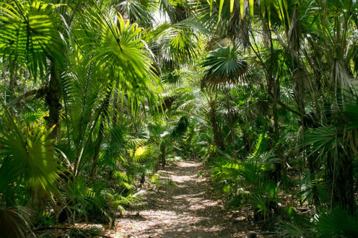 Un gène de l’immortalité découvert chez les plantes?