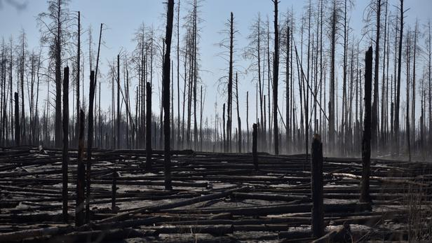  Tchernobyl: selon Greenpeace, le feu se rapproche dangereusement de la centrale 