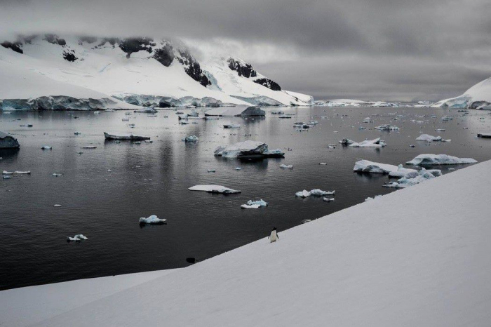 Cette découverte improbable en Antarctique en dit long sur le climat qui y régnait