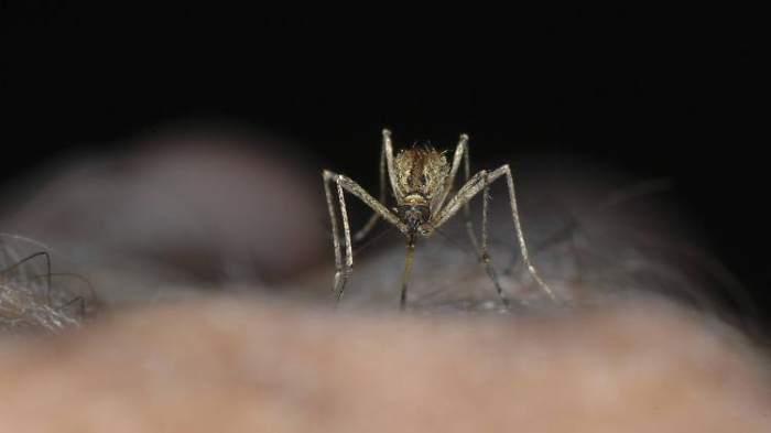   Mückenstich birgt keine Corona-Gefahr  