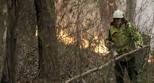 Australia asigna 129 millones de dólares para recuperar vida silvestre tras incendios forestales